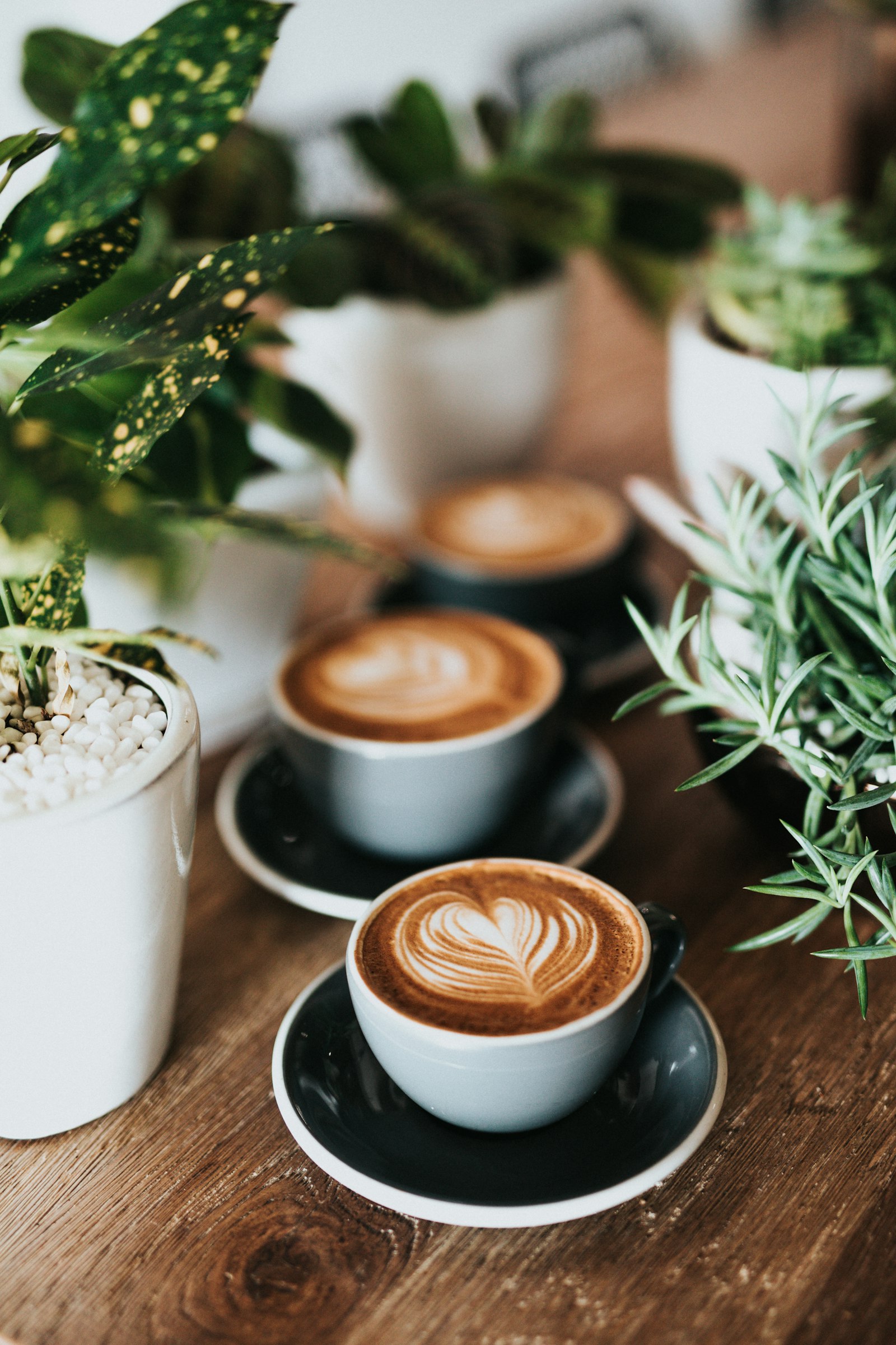 Lattes surrounded by plants